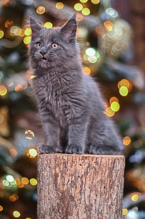 Продавам коте мейн-кун