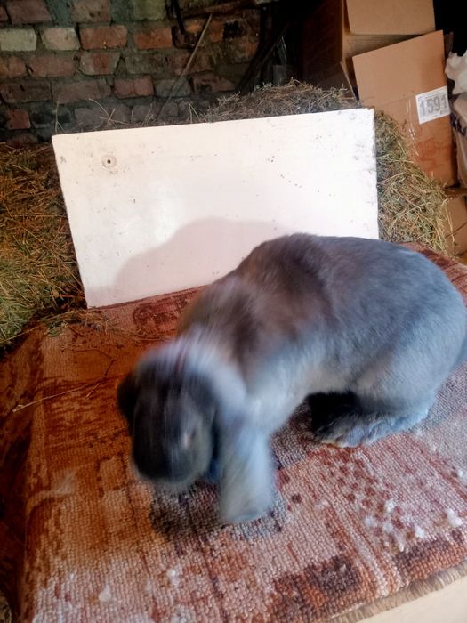 Продаются  кролики.