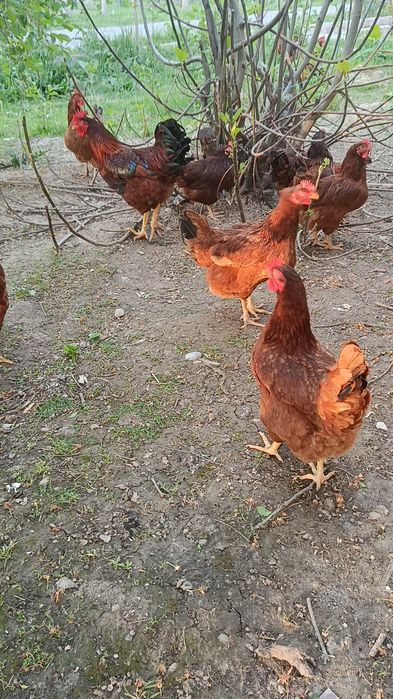 Корея Хан ҳеяп  жўжалари