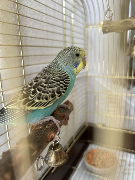 Волнистый попугай .