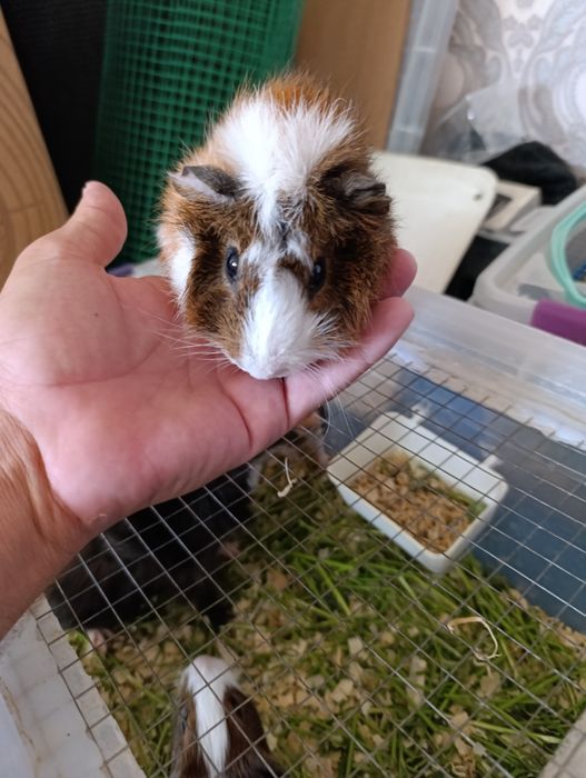 Burunduqchala sotiladi  Samarqand shaxar Ishtixon tuman markazi