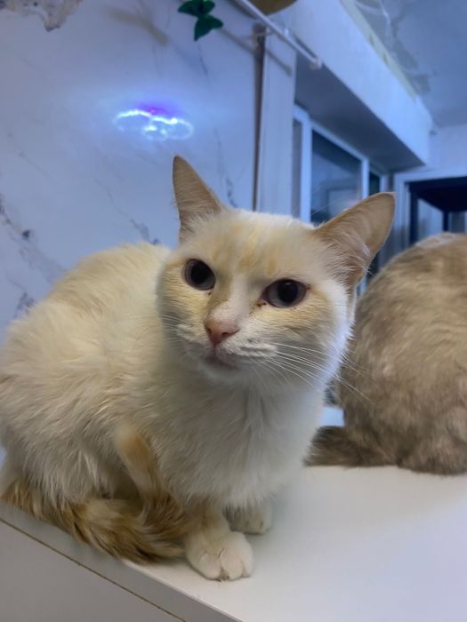 Кошечка в добрые руки