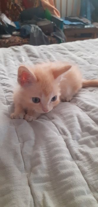 Котята в очень очень заботливые руки