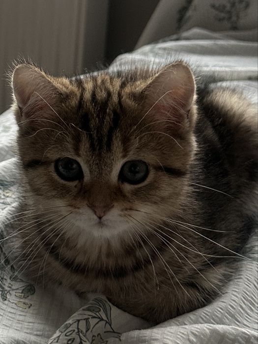 Мраморная шиншилла котенок