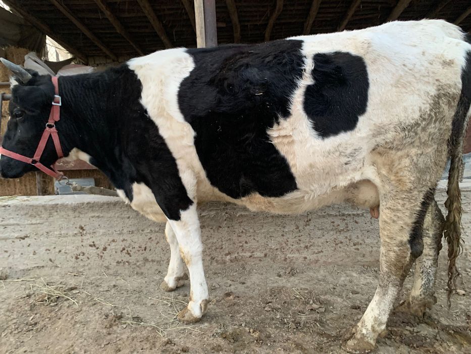 Сигир сотилади тел килинглар