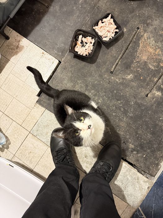 Взрослый кот бесплатно