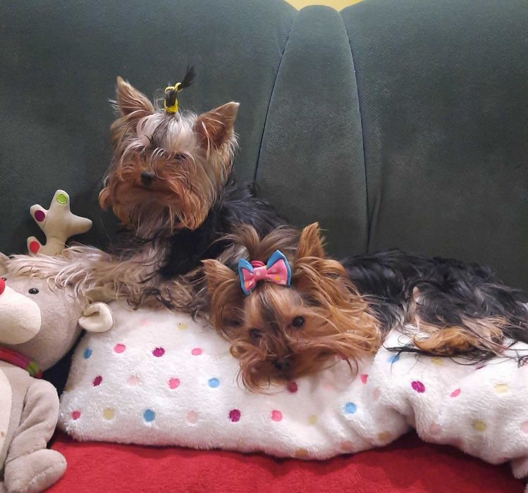 Йоркита/ Йоркита