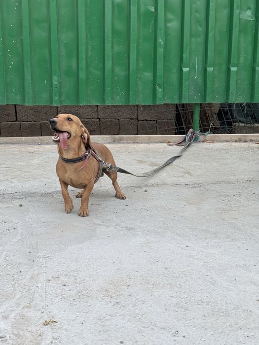 Продается собака такса с домиком