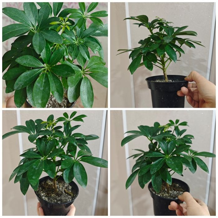 Продам.   Шефлеру