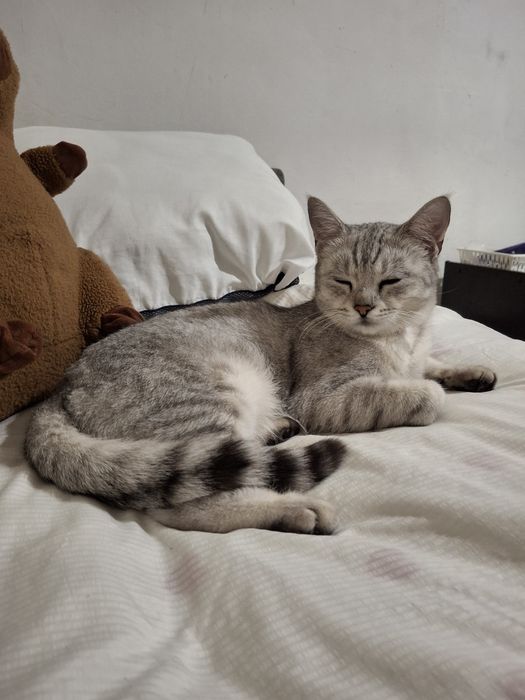 потерялась кошка,лия