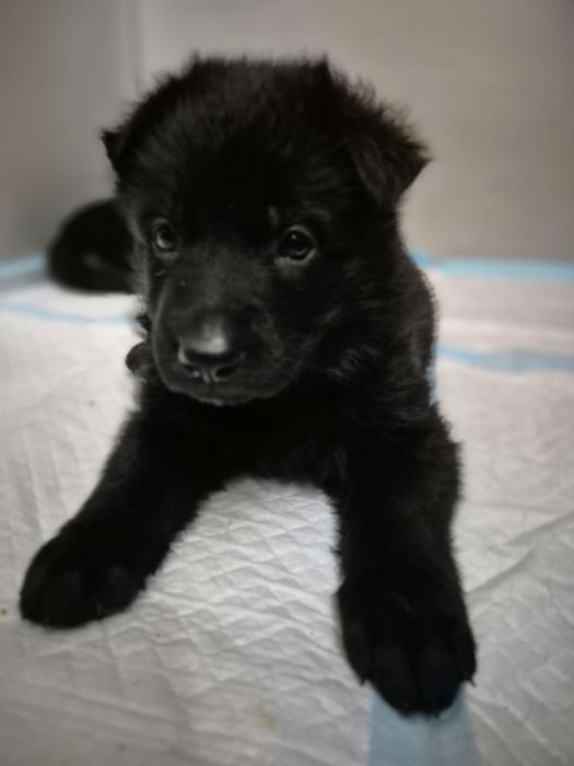 Продам щенков немецкой овчарки