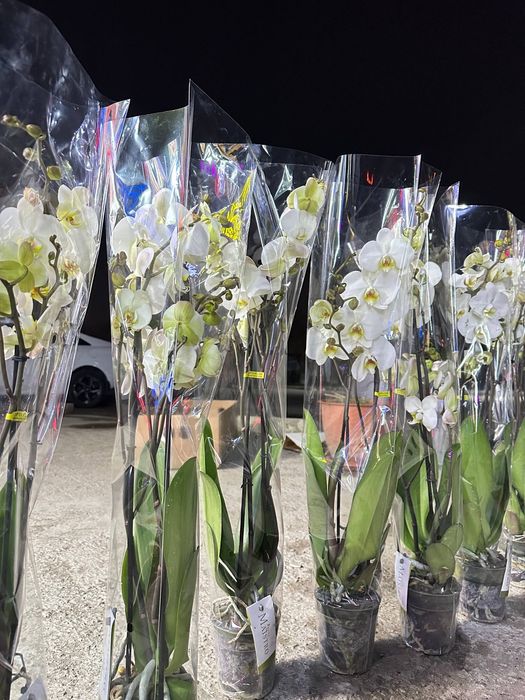 Орхидея  / Архидея  / женские счастья/цветы  /  Гул
