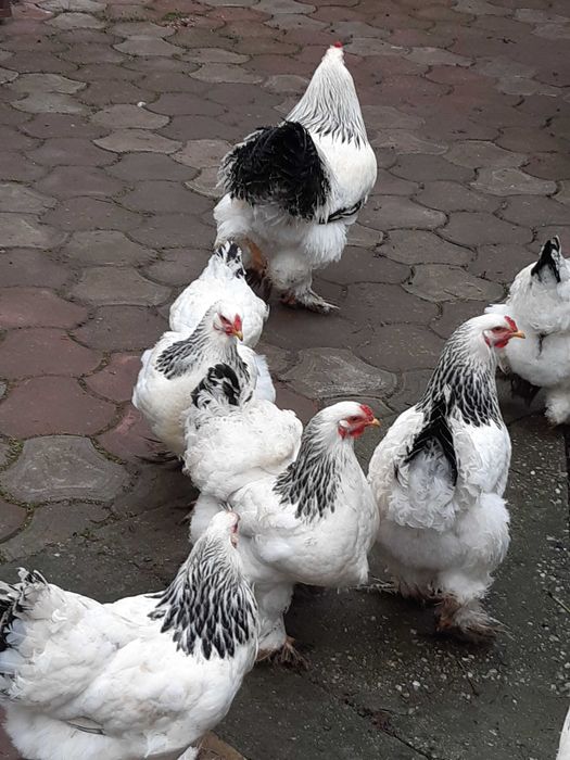 vand  gaini Brahma potarnichiu,  Herminat deschis