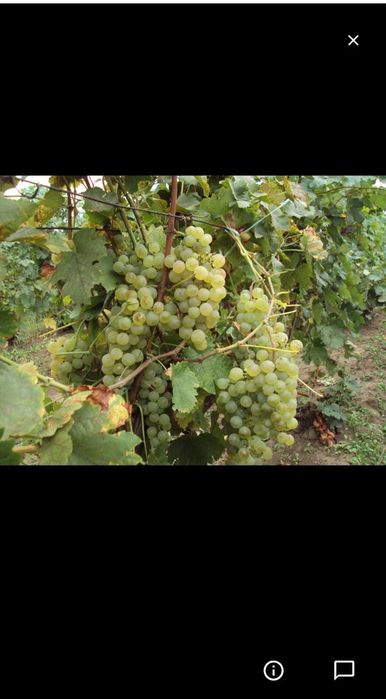 Butași de vită de vie de anul 2 și de anul 3