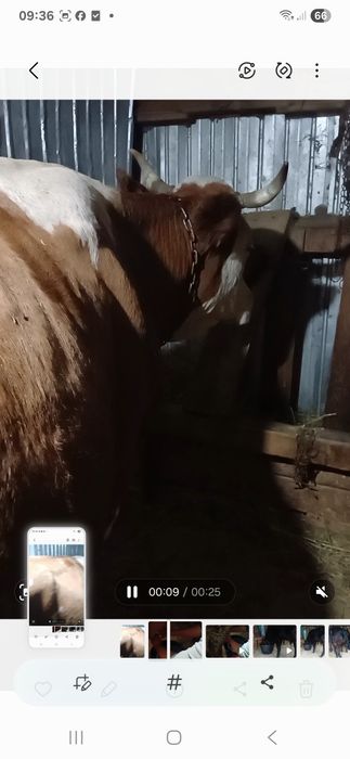 Vaca bună și transport