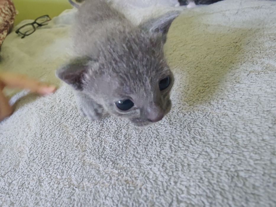 Котята бесплатно, 1 мальчик, 2 девочки