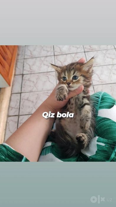Uy Mushuglari sotladi