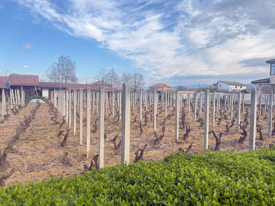 Циментови колове за лозе