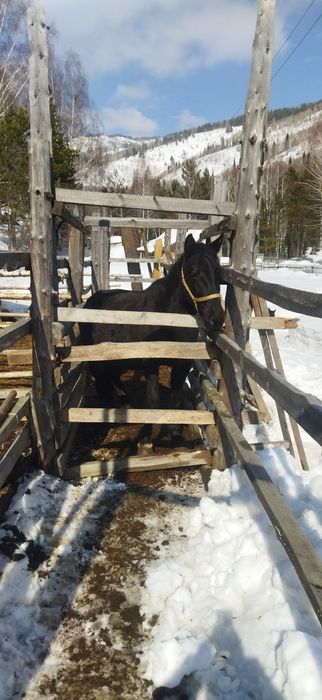 Продам  Жеребую Кобылу