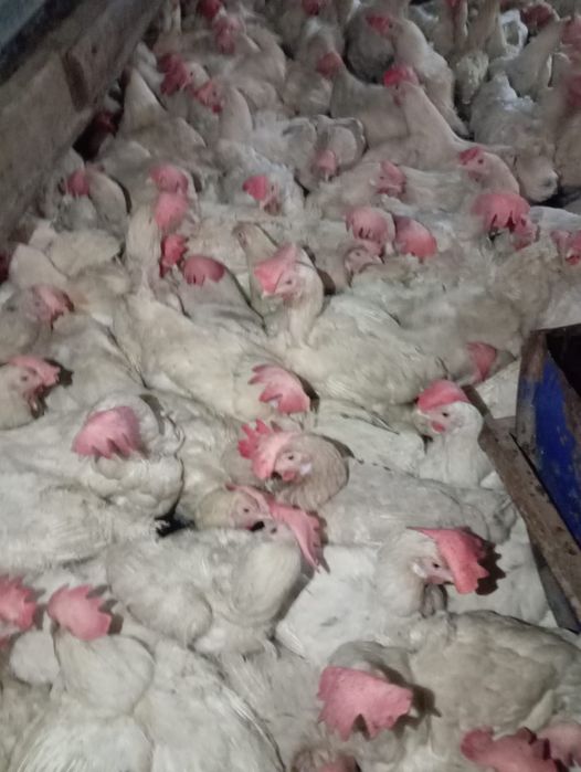 Продам курей несушка