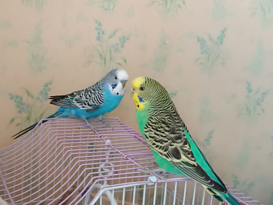 Попугайи волнистые ручные .