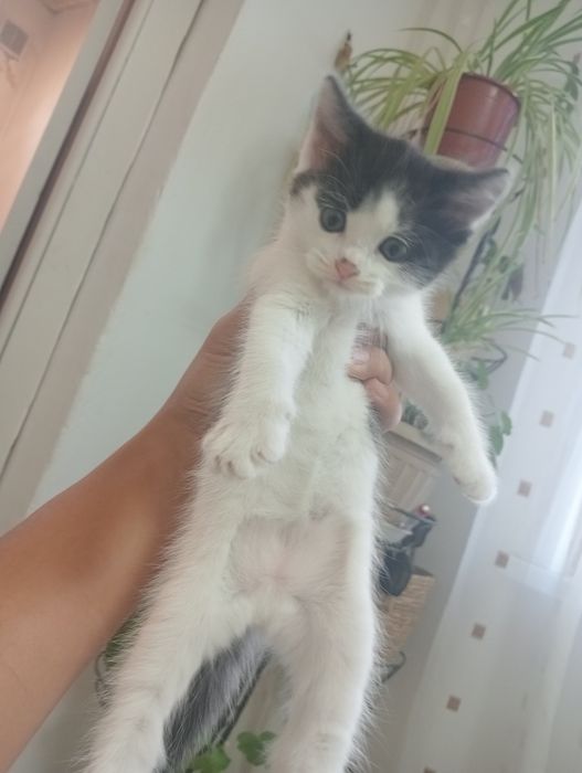 Кошка, котята в добрые руки
