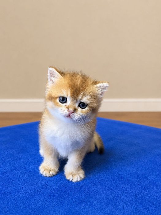 Британские котята шиншиллы