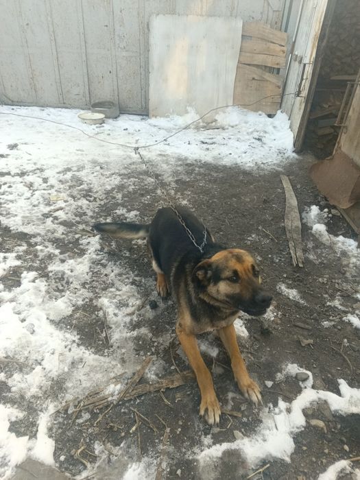 Пёс в хорошие руки