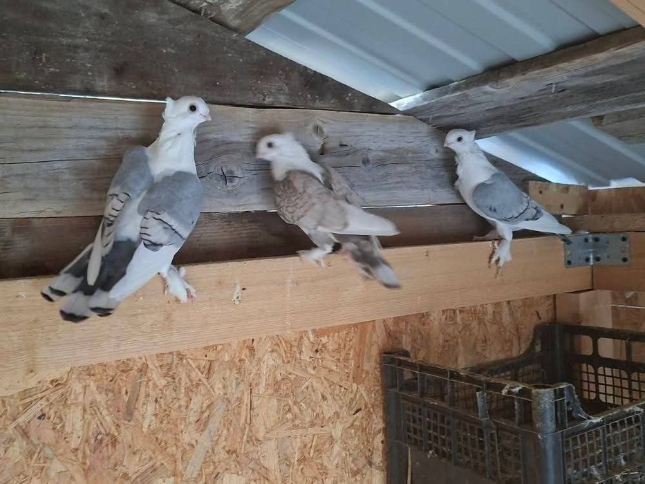 Vând sau schimb cu diverse