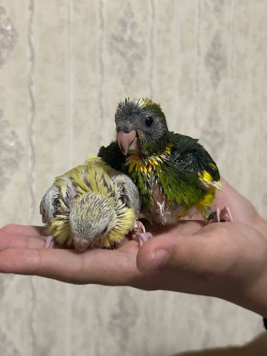 Попугай какарик.