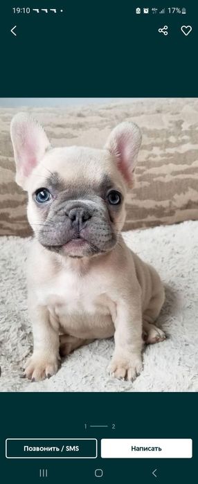 Шикарные детки Французкого бульдога