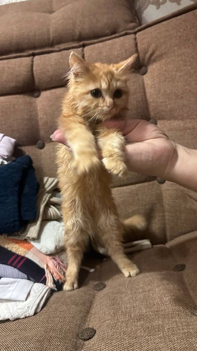 Норвежский лесной котенок