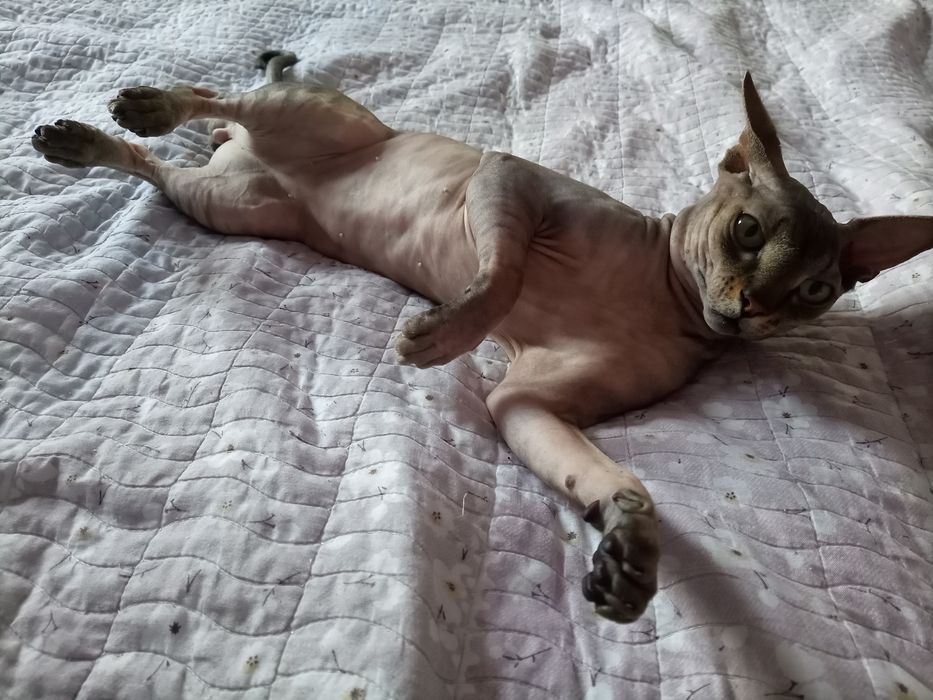 Вязка канадский сфинкс