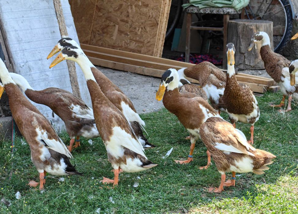 Oua rata alergătoare indiana, culoare maro baltat