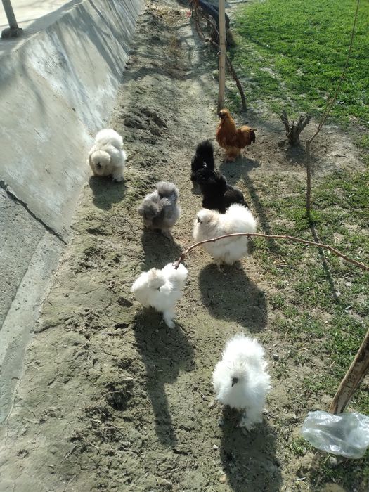 Шолк товуклари тухумлари сотилади