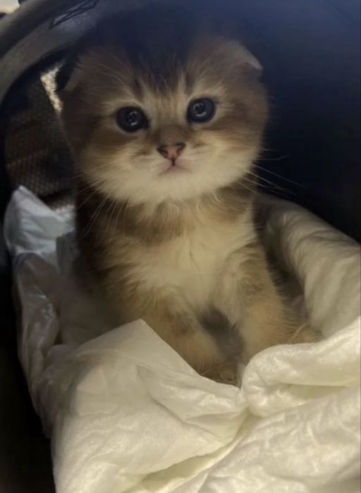 Золотая шиншилла котенок