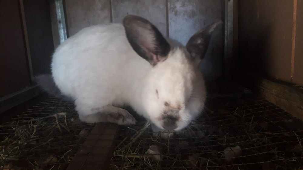 Кролик колифорния