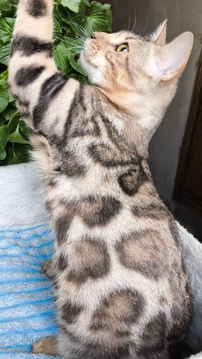 ШИКАРНЫЙ котик - Бенгал серебро