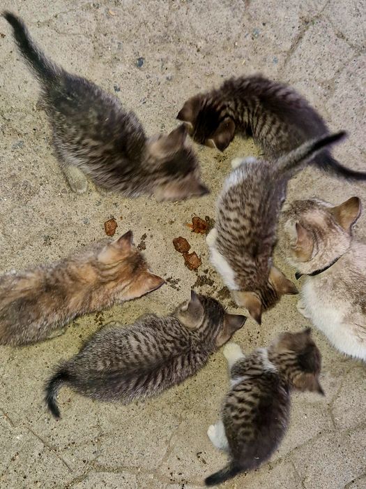 Котята 1.5 месяца