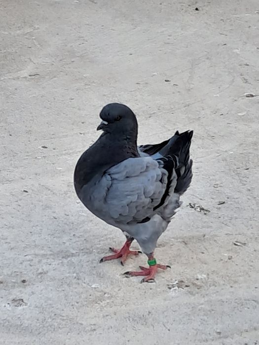 Porumbei rasă king