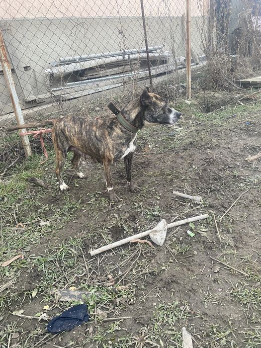 Продам девочку питбуля