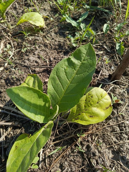 Семена табака 75 сортов