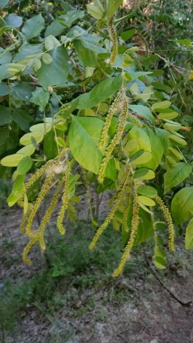 Miere de albina producator