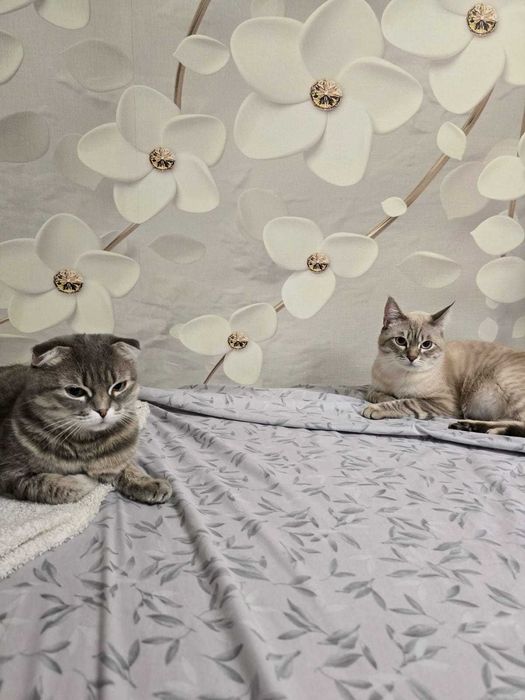 Продам двух чудесных котят