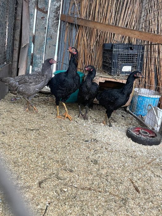 Бойцовские куры.