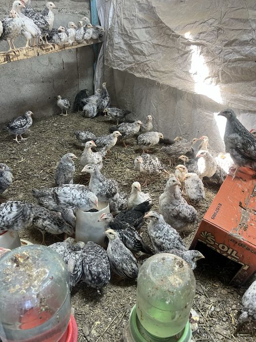 барковская балапандар