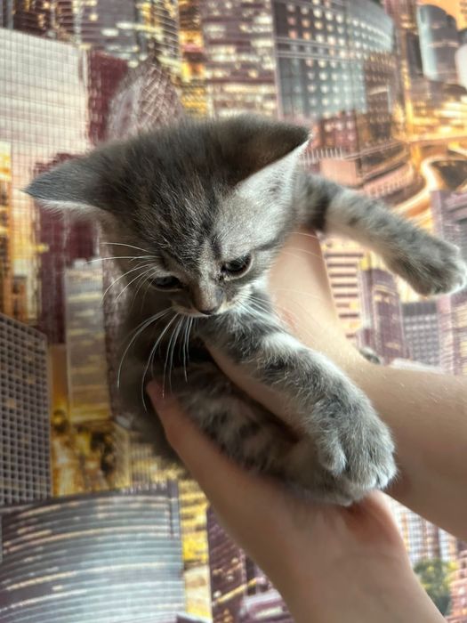 Продаются котята, шотландцы.