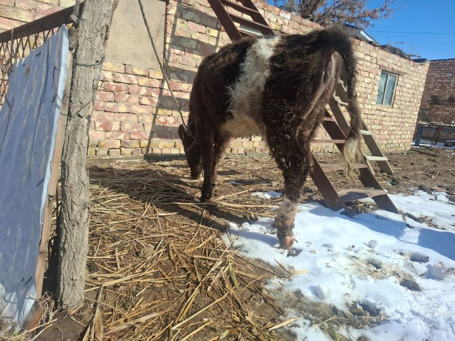 Ұрғашы қашар семіз