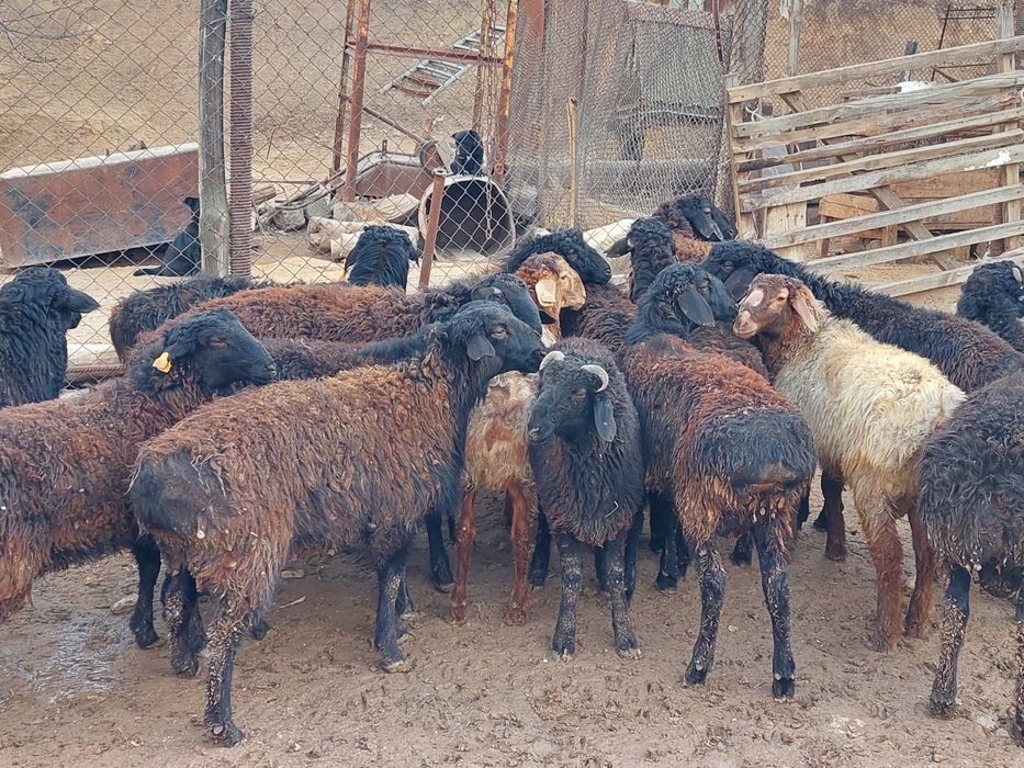 Продаются откормленные бараны