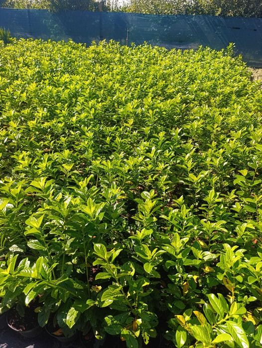 Plante ornamentale pentru grădină și curte | Gamă variată